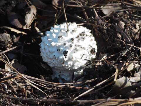 Image of Amanita magniverrucata Thiers & Ammirati 1982