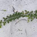 Image of littleleaf milkpea