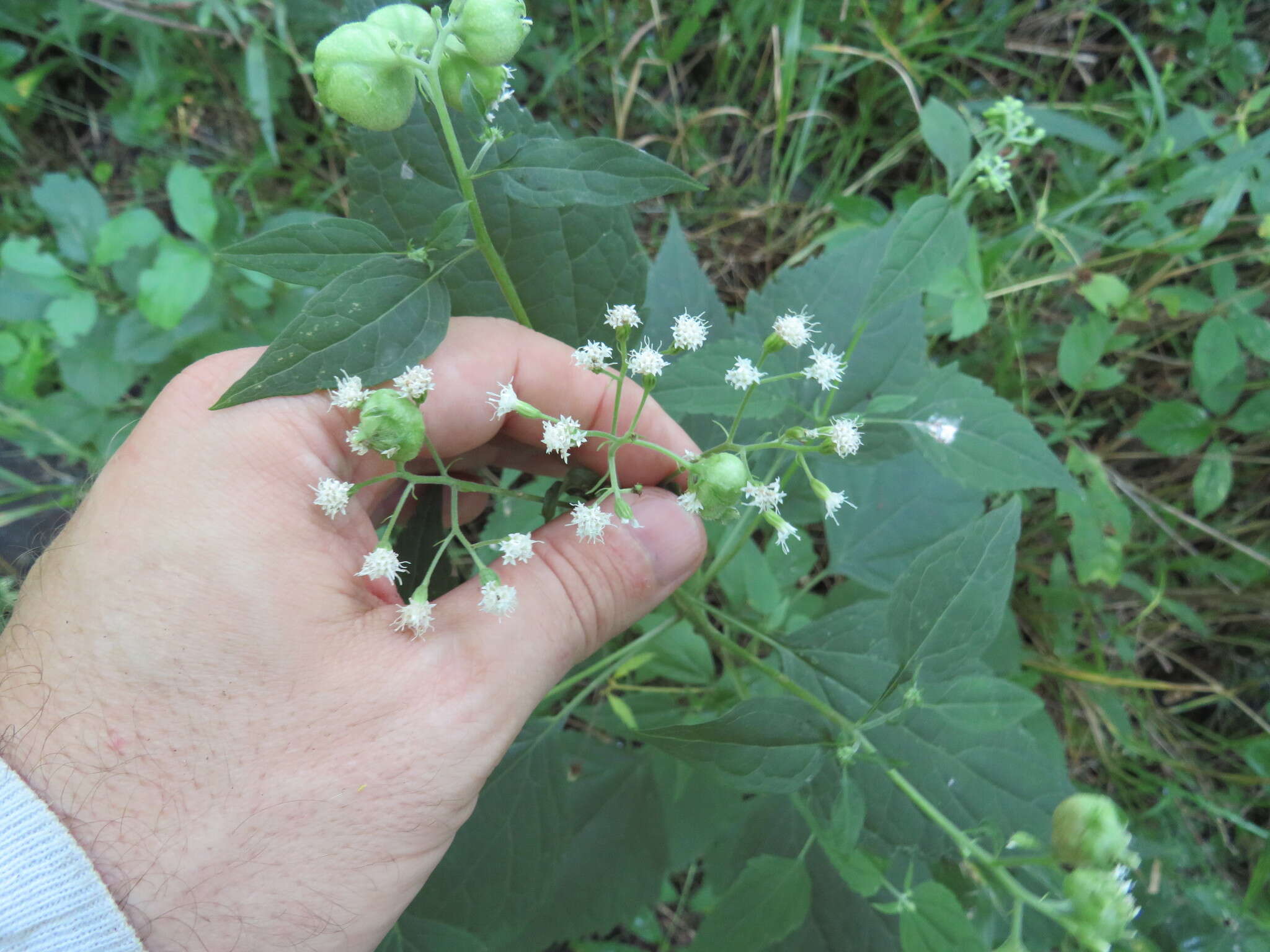 Plancia ëd Schizomyia eupatoriflorae (Beutenmuller 1907)