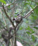 Image of Woodward's Batis