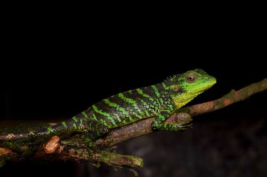 Imagem de Calotes pethiyagodai Amarasinghe, Karunarathna & Hallermann 2014