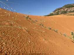 Image of blowout grass