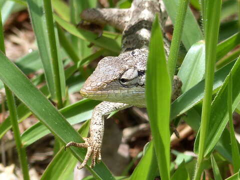 Image of Brazilian Bush Anole