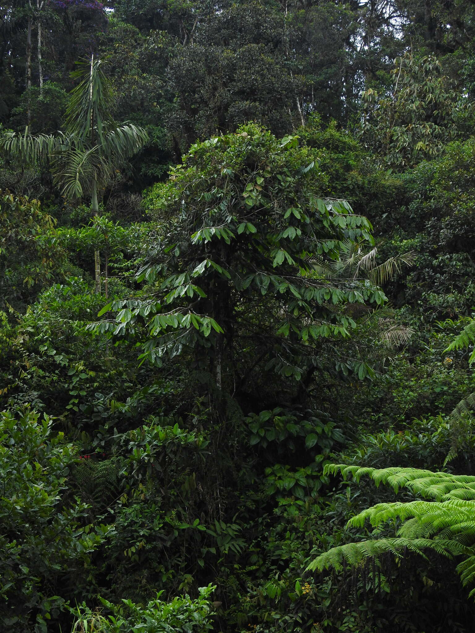 Matisia bolivarii Cuatrec. resmi