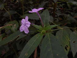 Ruellia jussieuoides Schltdl.的圖片