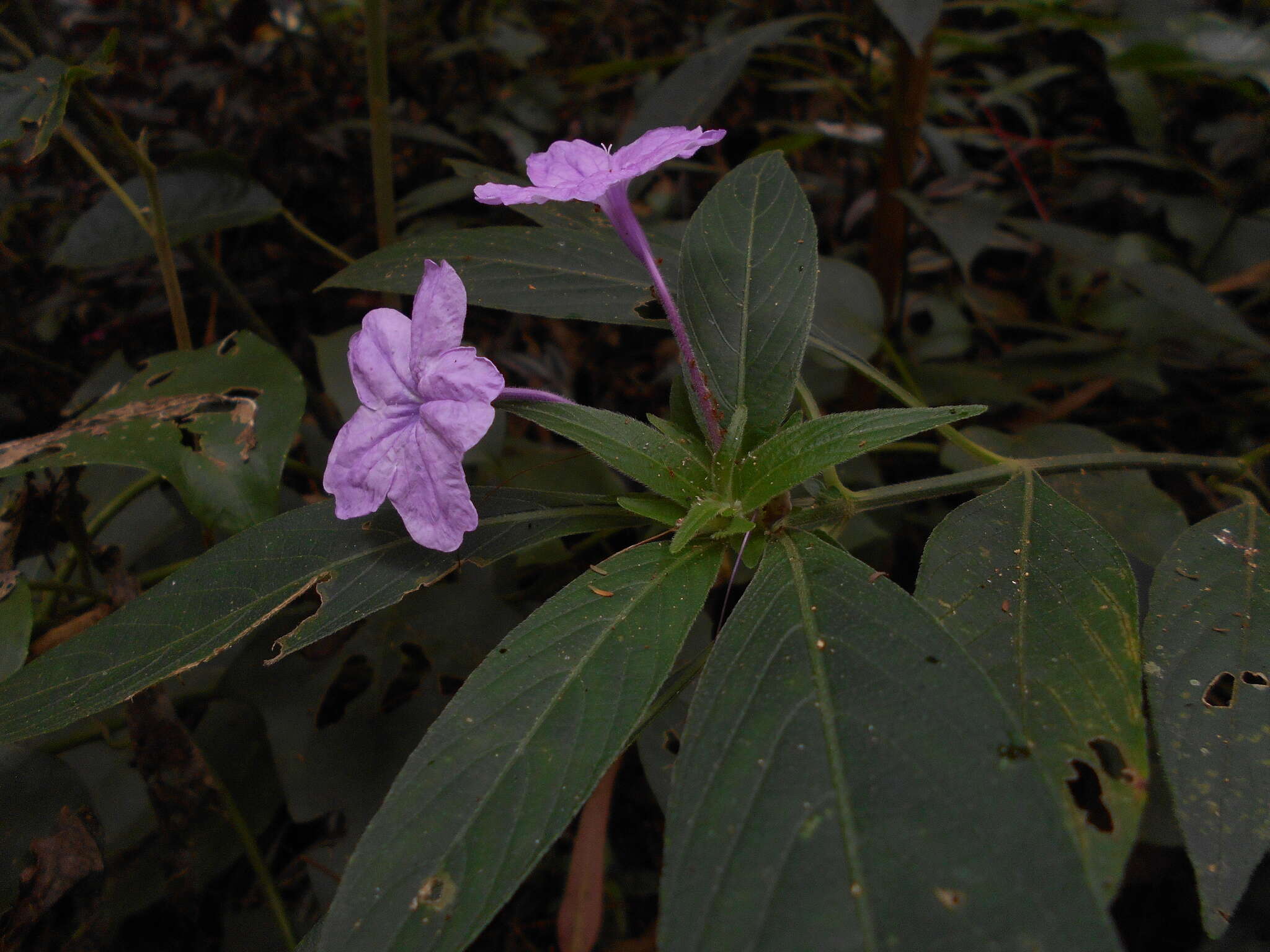 Imagem de Ruellia jussieuoides Schltdl.