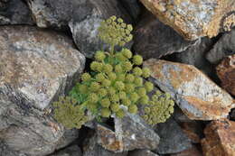 Image of Gray's angelica