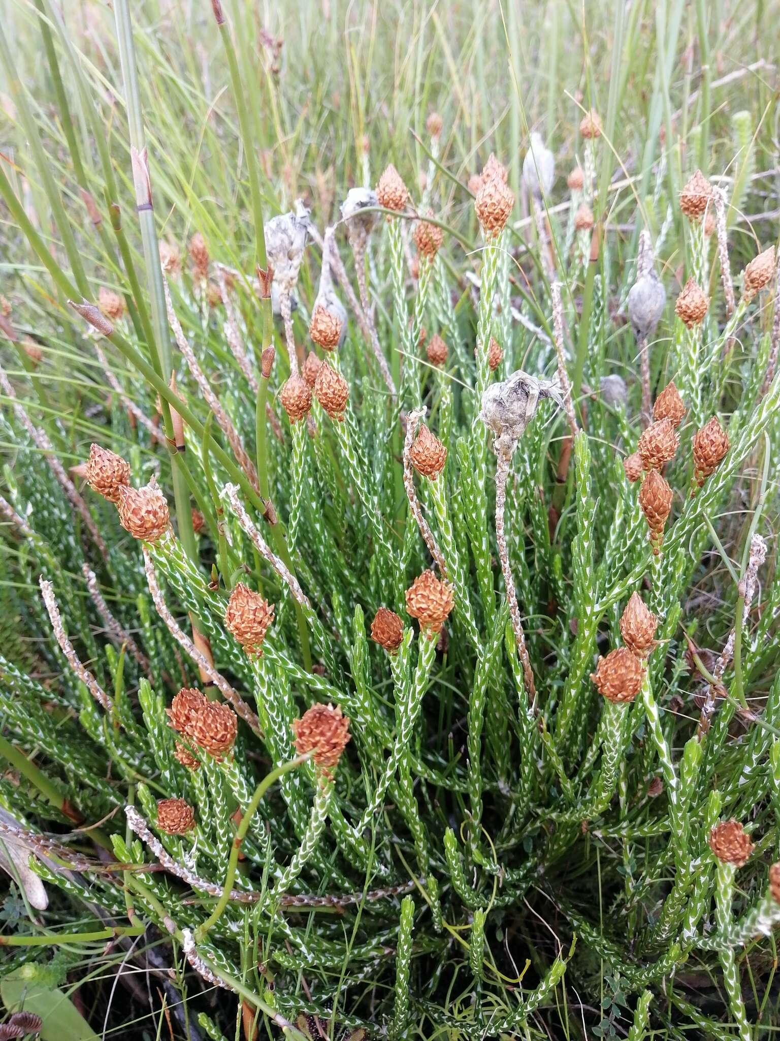 Imagem de Edmondia pinifolia (Lam.) Hilliard