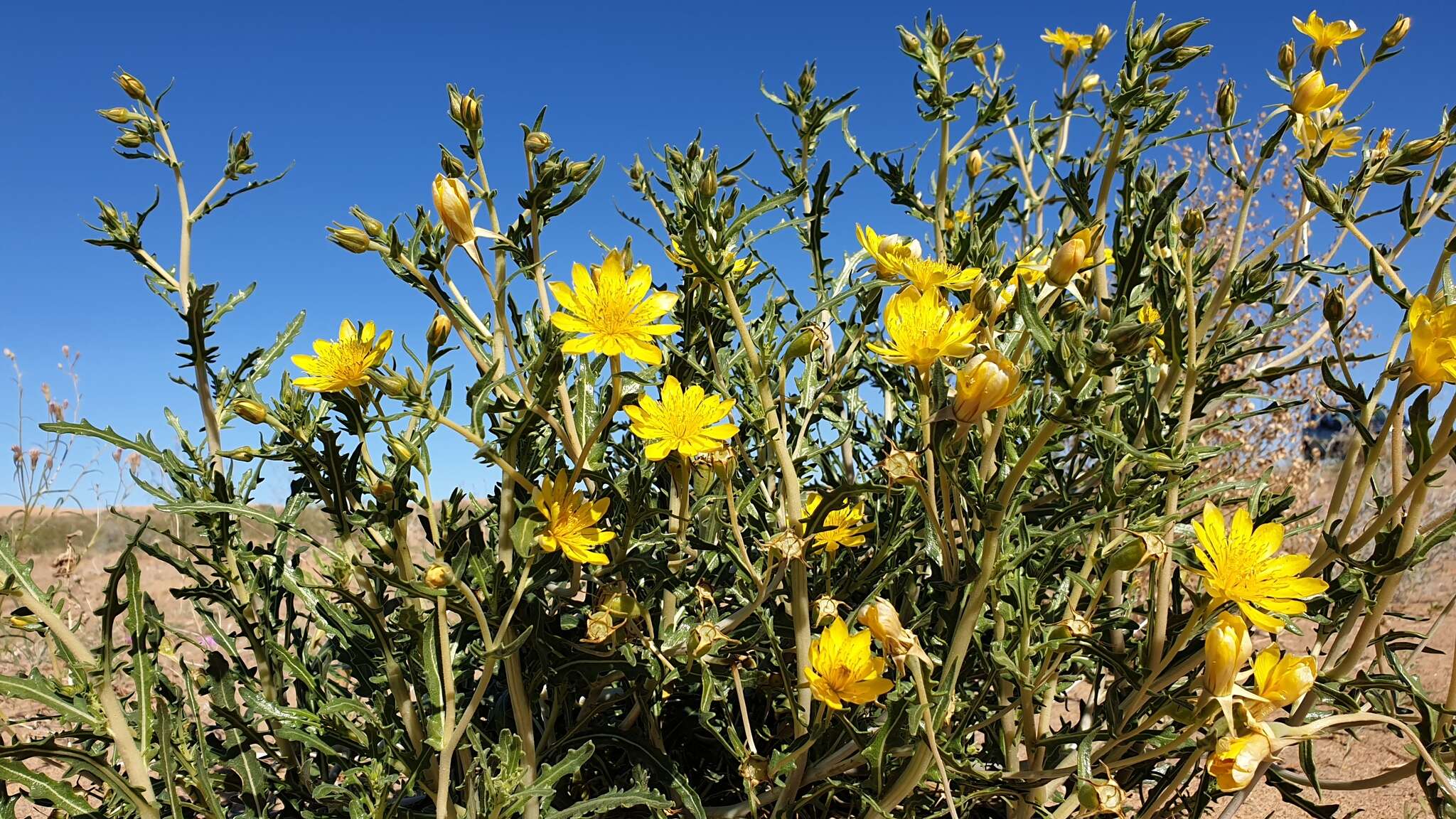 Image of Adonis blazingstar