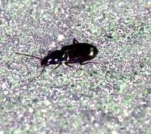 Agonum (Olisares) punctiforme (Say 1823)的圖片