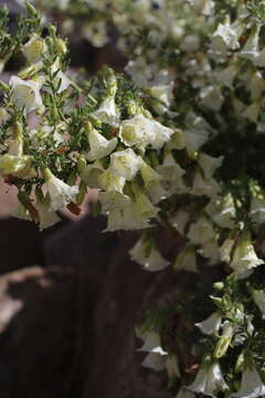 Image de Lycium bridgesii (Miers) R. A. Levin, Jill S. Mill. & G. Bernardello