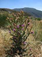 Image of Moor's Cotton Thistle