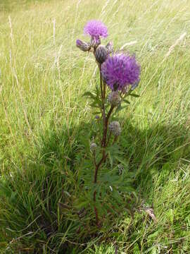 Image of Serratula coronata L.