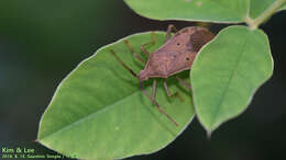 Plancia ëd Homoeocerus (Tliponius) unipunctatus (Thunberg 1783)