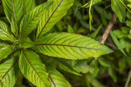 Image de Ludwigia elegans (Cambess.) Hara