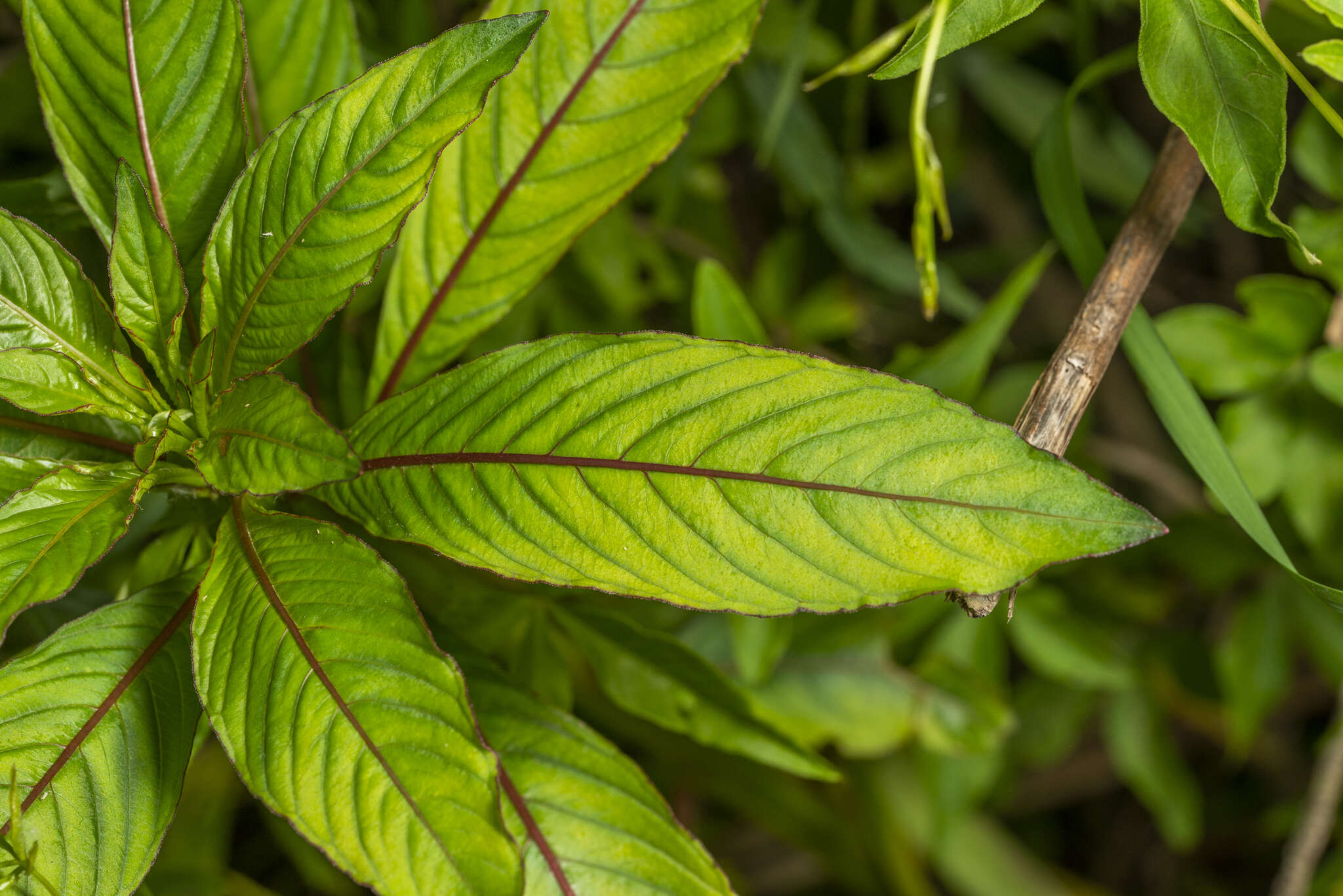 صورة Ludwigia elegans (Cambess.) Hara