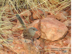 Image of Kalkadoon Grasswren