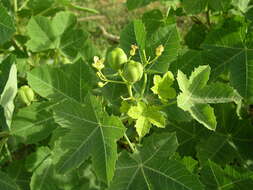 Image of Jatropha chevalieri Beille