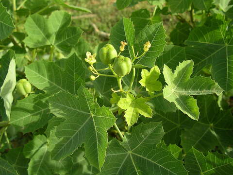 Image of Jatropha chevalieri Beille