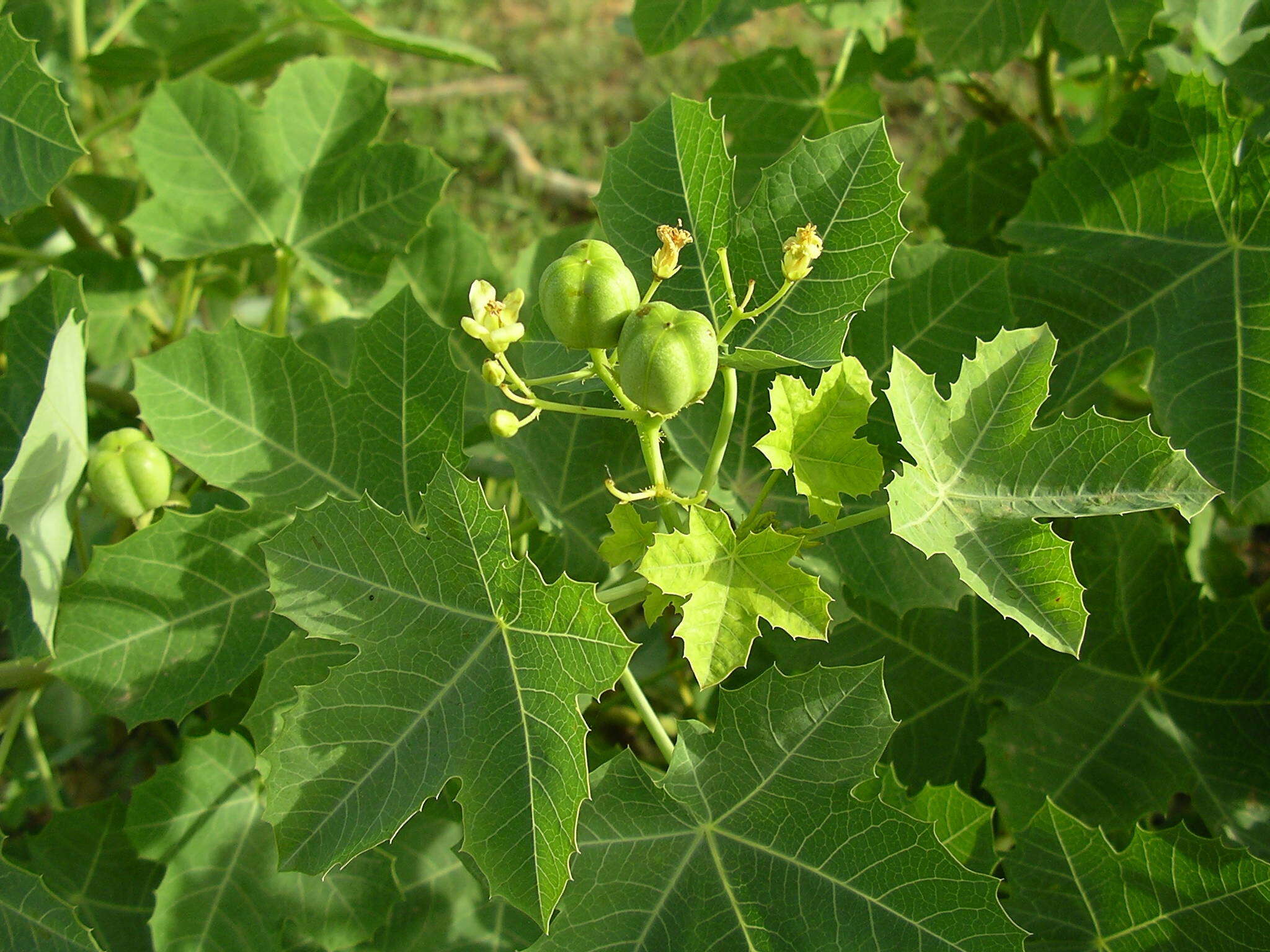 Image of Jatropha chevalieri Beille