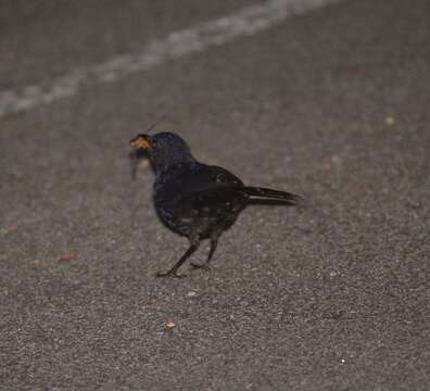 Image of Malayan Whistling Thrush