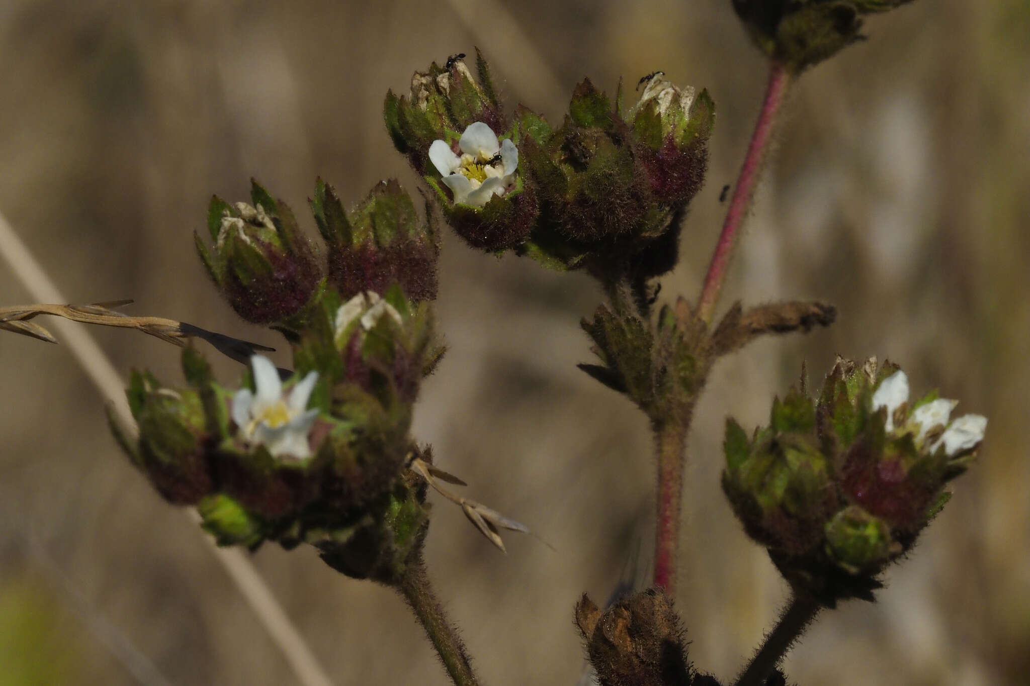 Слика од Horkelia californica Cham. & Schltdl.