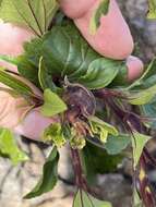 Image of Eupatorium gall midge