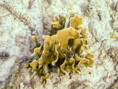 Image of Fire coral