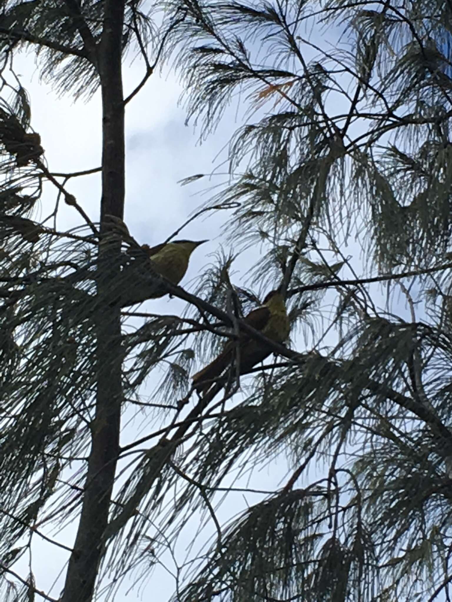 Image of Varied Honeyeater