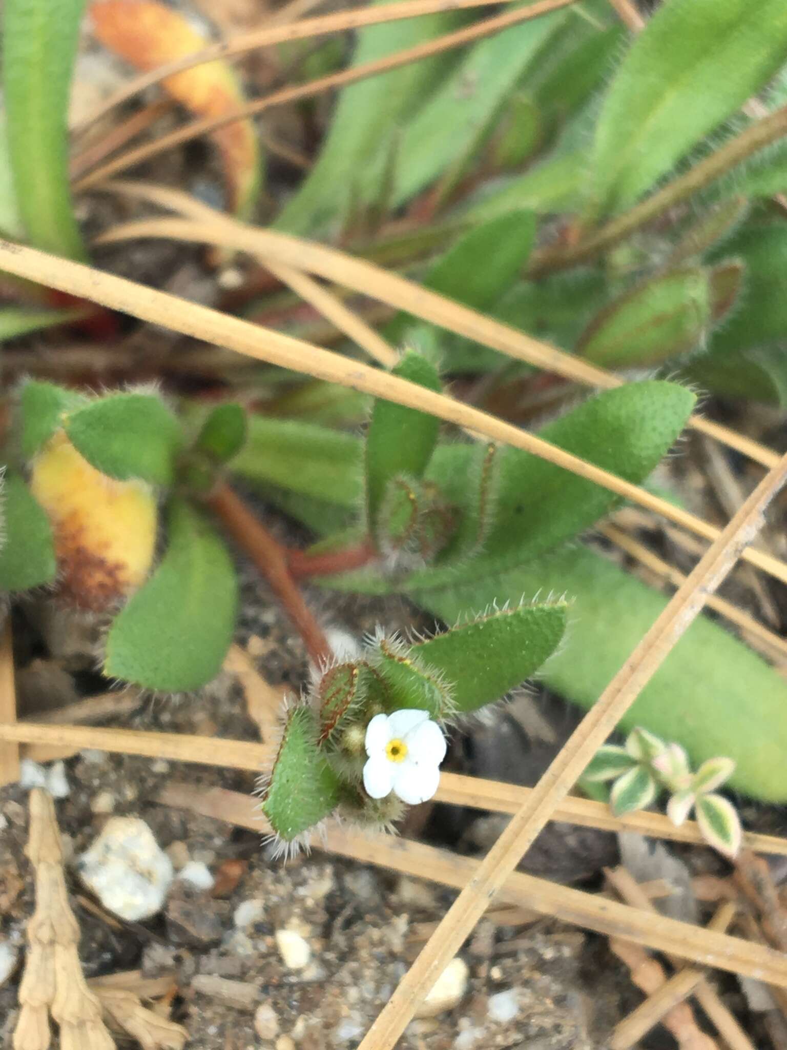 Imagem de Plagiobothrys torreyi var. diffusus (Greene) I. M. Johnst.