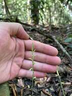 Image of Costa Rican lady's tresses