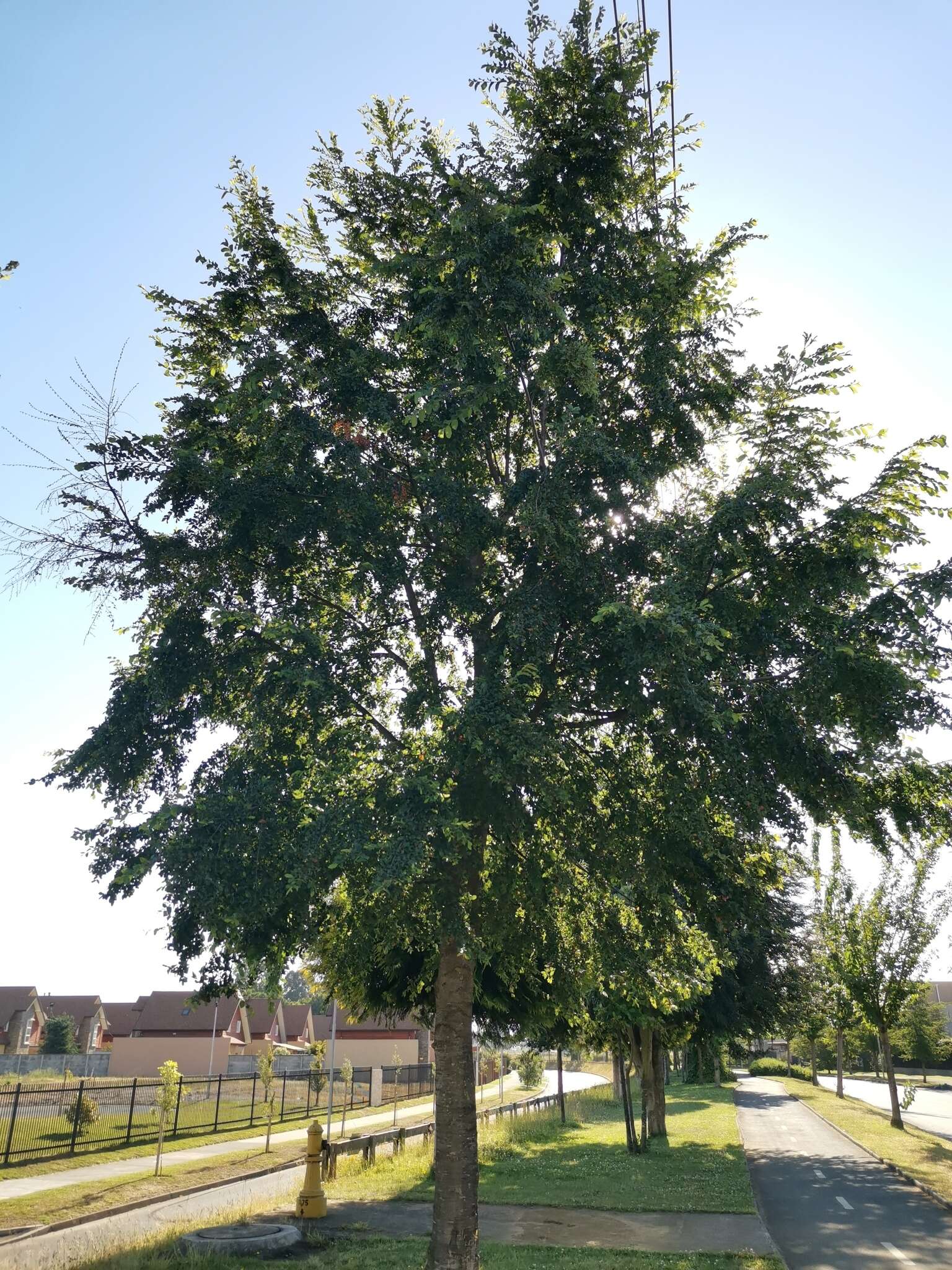 Image of roble beech