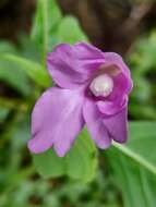 Image of Impatiens pulcherrima Dalzell