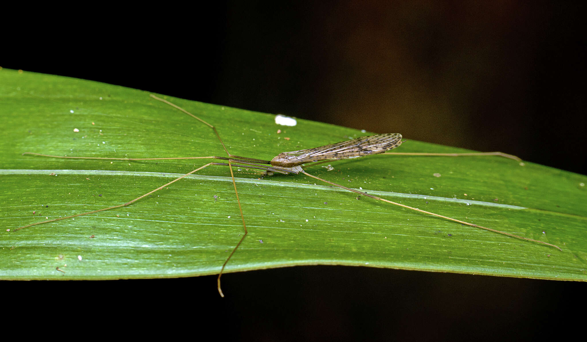 Image of Austrolimnophila (Austrolimnophila) antiqua (Skuse 1890)