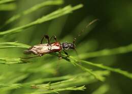 Image of Molorchus (Caenoptera) minor (Linné 1758)