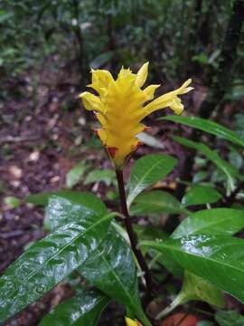 Image de Aphelandra squarrosa Nees