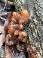 Image of Phaeotremella fimbriata (Pers.) Spirin & Malysheva