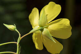 Image of Tuberaria lignosa (Sweet) Samp.