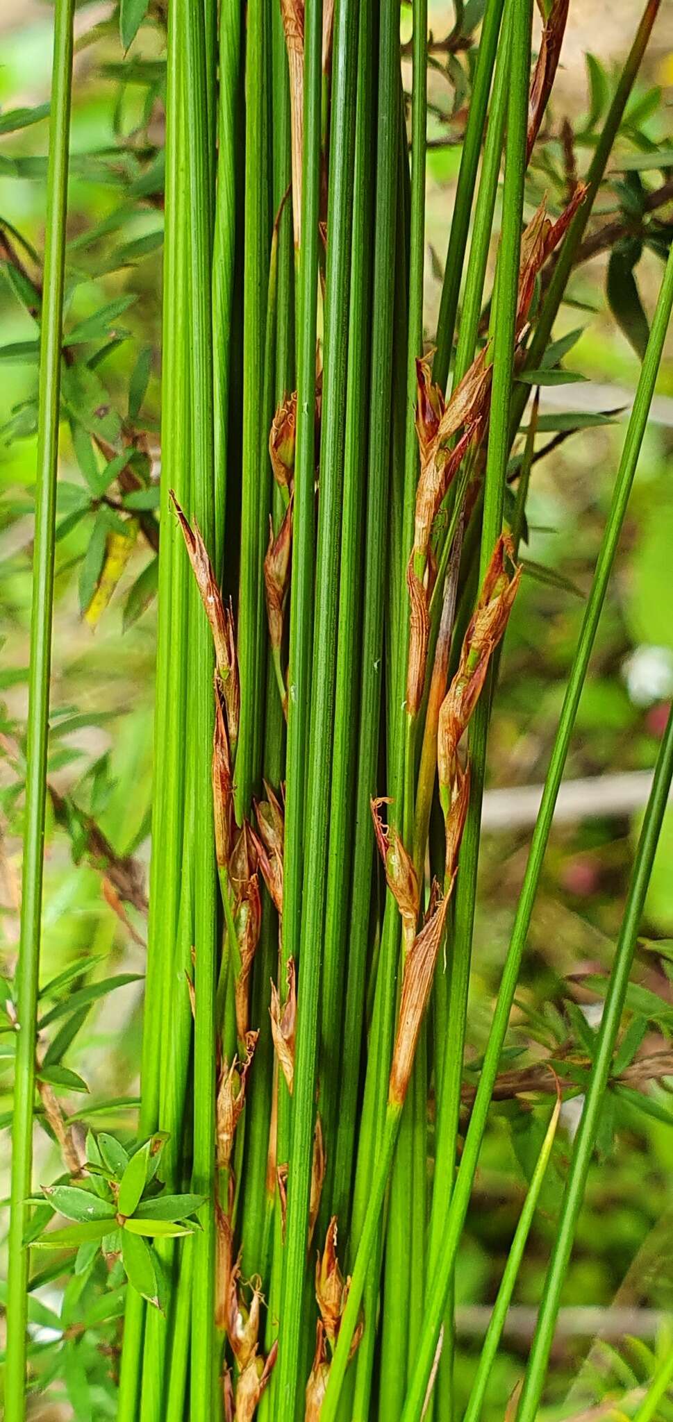 Sivun Machaerina tenax (Hook. fil.) T. Koyama kuva