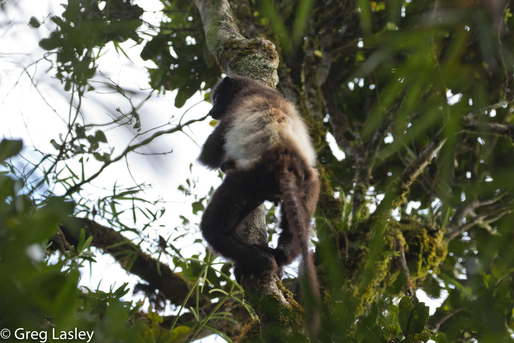 Sivun Propithecus edwardsi Grandidier 1871 kuva