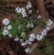 Sivun Olearia paucidentata (Steetz) F. Müll. ex Benth. kuva