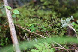 صورة Gentiana flavomaculata var. yuanyanghuensis Chih H. Chen & J. C. Wang