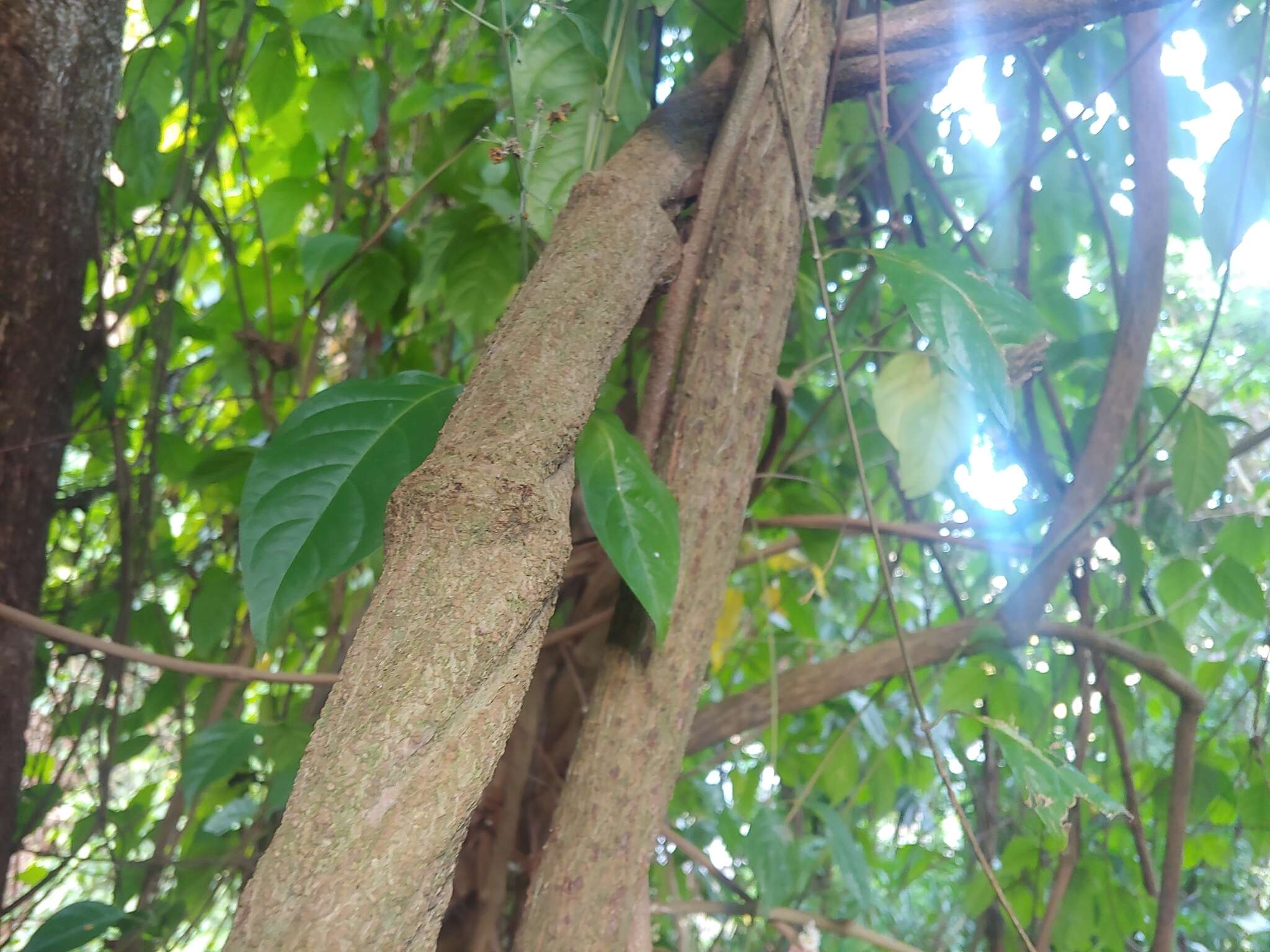 Image de Banisteriopsis caapi (Spruce ex Griseb.) Morton