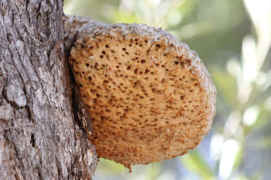 Image of Laetiporus portentosus (Berk.) Rajchenb. 1995