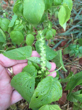 Imagem de Acalypha persimilis Müll. Arg.