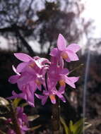 Imagem de Dendrobium hasseltii (Blume) Lindl.