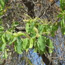 Image de Terminalia platyptera F. Müll.