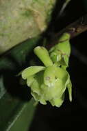 Imagem de Epidendrum aggregatum Lindl.