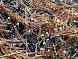 Image of Marasmiellus filopes (Peck) Redhead 1980