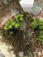 Image of orthotrichum moss